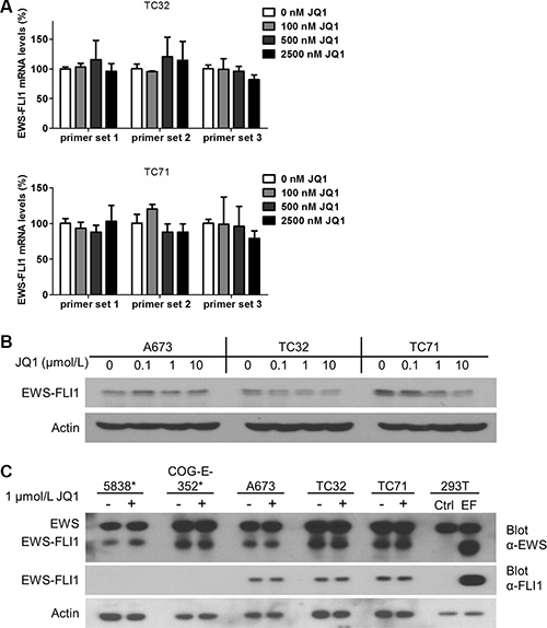 EWS-FLI1 expression is not affected by BET inhibition.