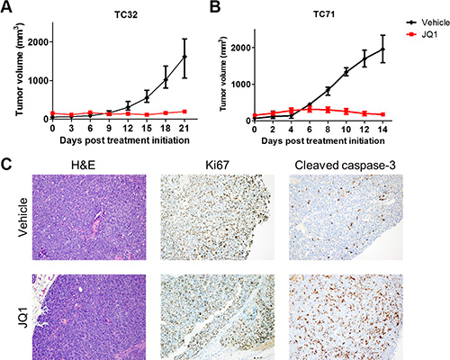 JQ1 impairs Ewing sarcoma xenograft tumor growth.