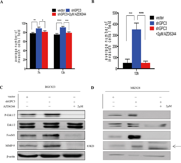 Erk inhibition abrogates the invasion ability of gastric cancer cells with GPC3 knockdown.