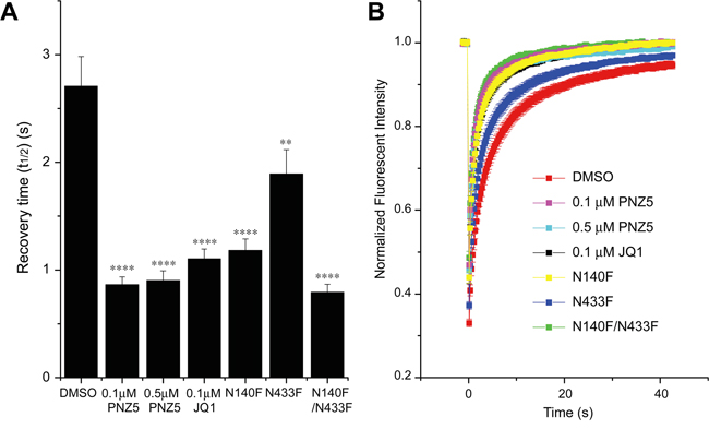 Effect of (+)-JQ1 and PNZ5 on intracellular motility of BRD4.