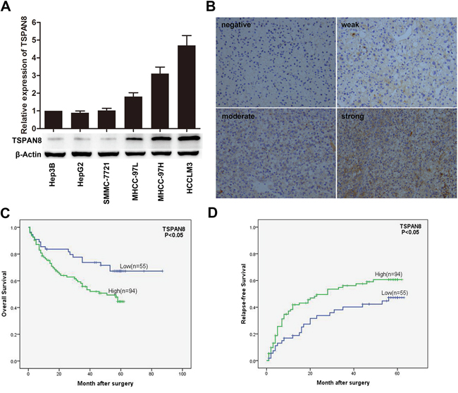 TSPAN8 is up-regulated in HCC cells.