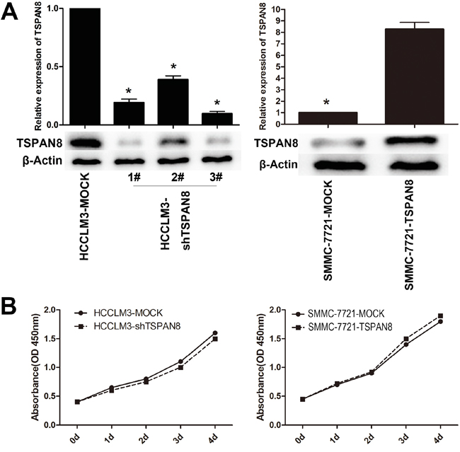 Modulation of TSPAN8 expression had no effect on the proliferation of HCC cells in vitro.