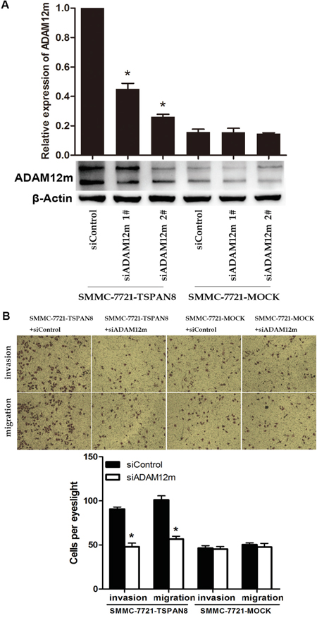 TSPAN8 induced HCC invasion and motility by up-regulating ADAM12m expression.