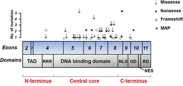 Mutation spectrum of TP53 in 214 GC cases.