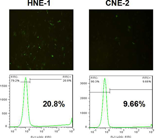 Transfection results of FA-CD-PLLD/MMP-9 into HNE-1 or CNE-2 cells.