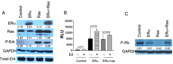 Ectopic expression of ER&#x3b1; and H-ras-V12 in HMEC/hTERT cells.