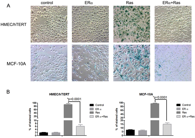 Inhibition of H-ras-V12-induced senescence-like phenotype by ER&#x3b1;.