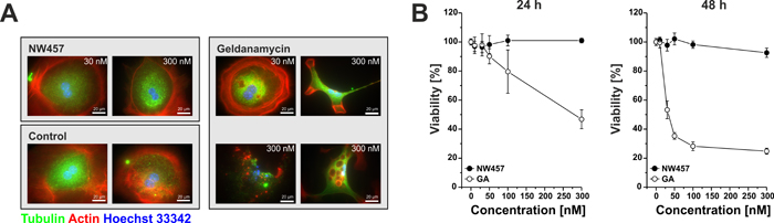 NW457 reveals no detectable hepatocytotoxicity