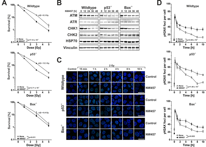 NW457 enhances irradiation-induced clonogenic cell death accompanied by degradation of selective DNA damage repair mediators and decelerated DNA damage repair.