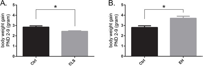 Early life experiences acutely affect body weight of biAT mice.