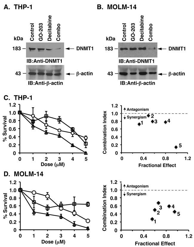 GO-203 is synergistic with decitabine in downregulating DNMT1 expression and in the treatment of AML cells.