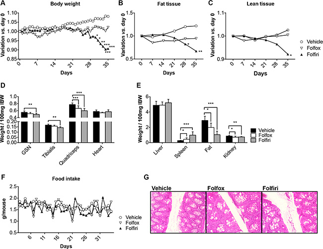 In vivo chemotherapy administration causes adipose tissue and skeletal muscle weight loss.