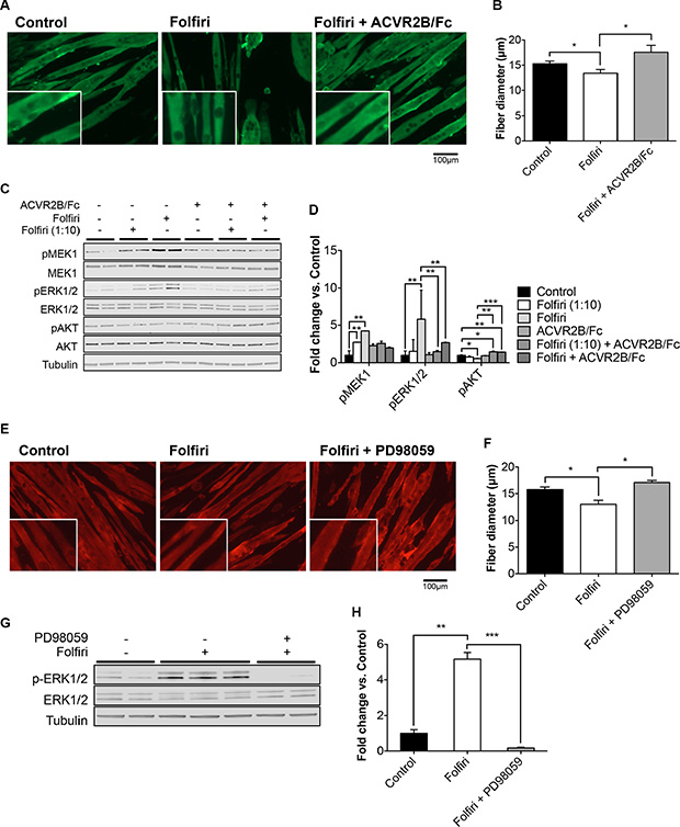 ACVR2B/Fc and PD98059 MEK1 inhibitor prevent Folfiri-associated muscle atrophy.