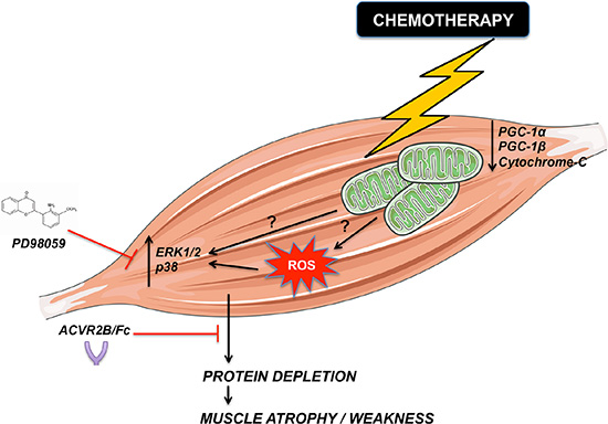 Representative model of chemotherapy-dependent cachexia.