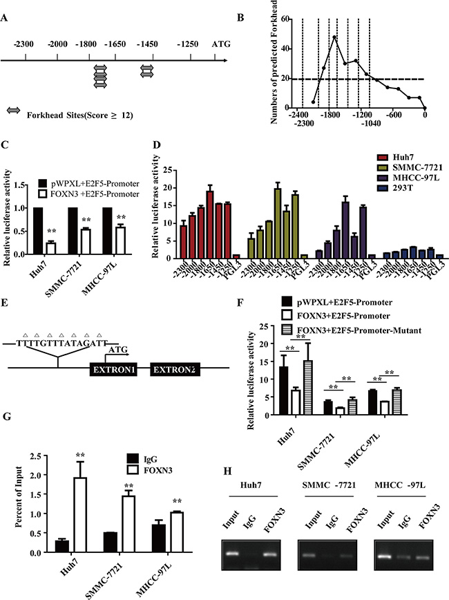 FOXN3 directly binds to and represses the E2F5 promoter in HCC cells.