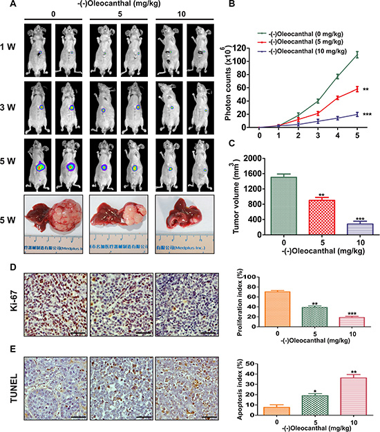 Effects of anti-proliferation and pro-apoptosis by (-)-oleocanthal in an orthotopic tumor model of HCC in vivo.