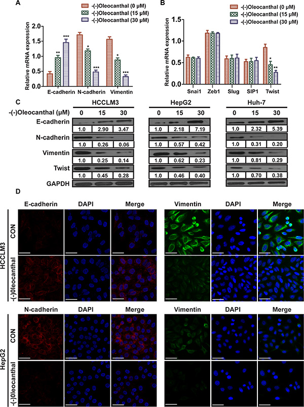 (-)-Oleocanthal suppresses EMT through downregulating the expression of Twist in HCC.