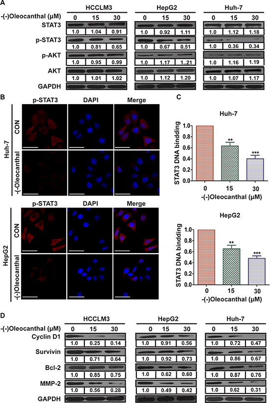 (-)-Oleocanthal suppresses the transcriptional activity of STAT3 and downregulates the expression of its target in HCC cells.