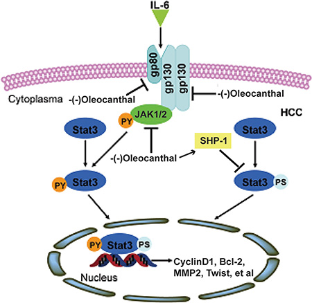 A schematic model for the role of (-)-oleocanthal in HCC.