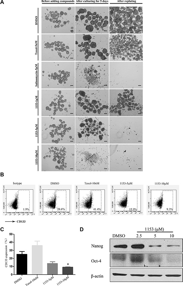 SNG1153 inhibits growth of H460 tumorsphere.