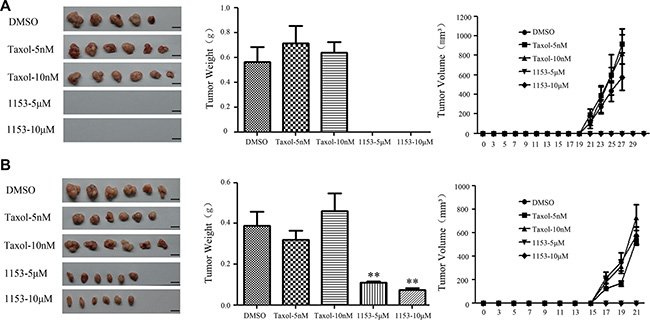 SNG1153 attenuates tumor formation of H460 tumorsphere cells in vivo.