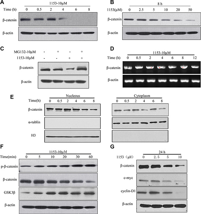 SNG1153 down regulates &#x03B2;-catenin protein level.