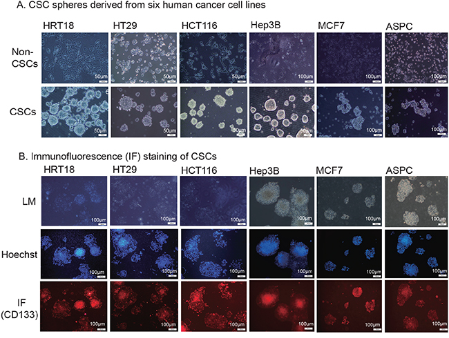 Isolation of cancer stem cells (CSCs).