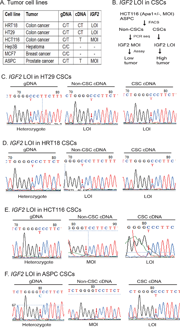Differential loss of IGF2 imprinting in CSCs.