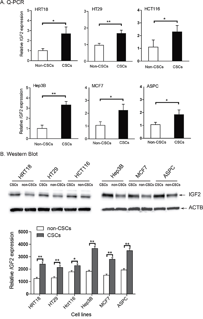 Upregulation of IGF2 in CSCs.