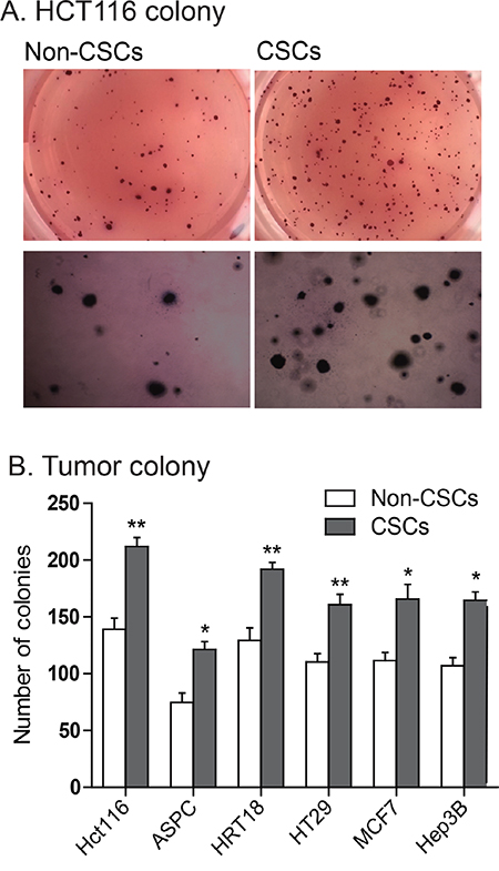 Enhanced ability to form tumor colonies in IGF2-upregulated CSCs.