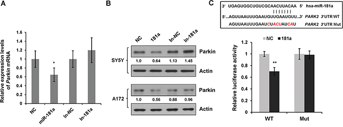 miR-181a directly targets E3 ubiquitin ligase Parkin.