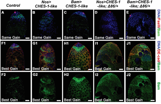 Ectopic expression of CHES-1-like in germ cells led to reduced level of Bam expression.
