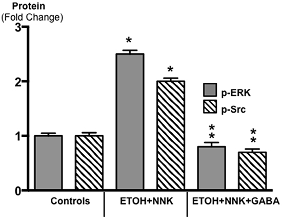 Results of ELISA assays for the determination of the phosphorylated forms of signaling proteins ERK and Src in micro-dissected PDAC cells induced by ETOH plus NNK and in exocrine pancreatic cells of controls and hamsters treated prenatally with ETOH plus NNK followed by GABA supplementation starting at 4 weeks of age.