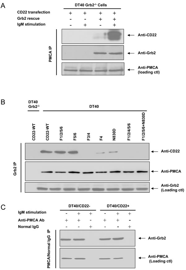 Grb2 is necessary for PMCA and CD22 association.