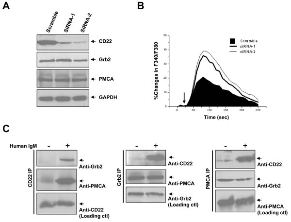 Negative regulation of Ca