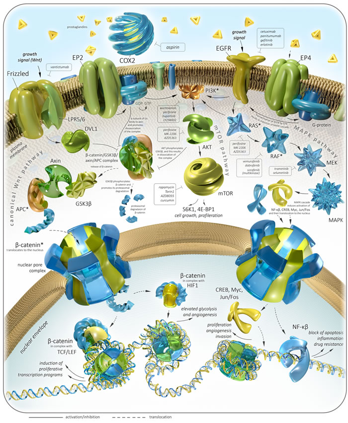 Colorectal cancer-related pathways and therapeutic targets with focus on Aspirin.