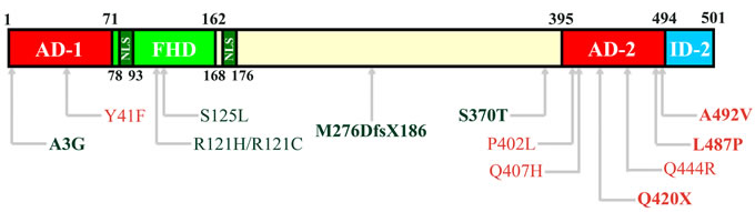 Structural domains of FOXC2 protein.