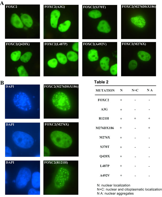 Transient transfection of FOXC2 mutant proteins in HeLa cells.