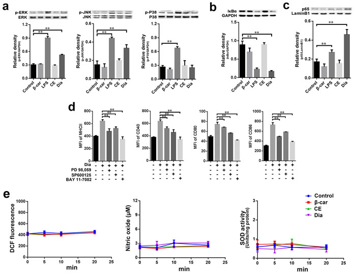Dia induced the phosphorylation of MAPKs and the activation of NF-&#x3ba;B without changing the redox state of DCs.