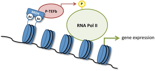 Transcriptional activation by BRD4.