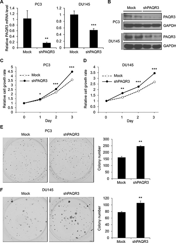 Knockdown of PAQR3 in human prostate cancer cells enhances cell proliferation and colony formation.