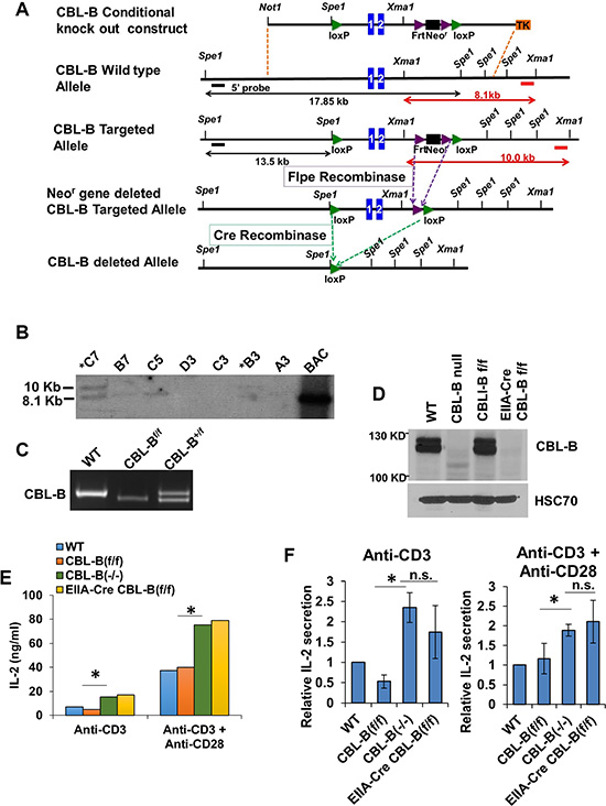 Generation of the CBL-B floxed allele.