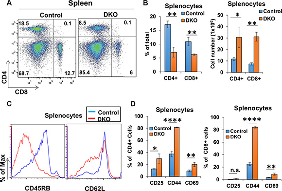 CD4-Cre induced CBL/CBL-B deletion leads to altered splenic T-cell activation status.