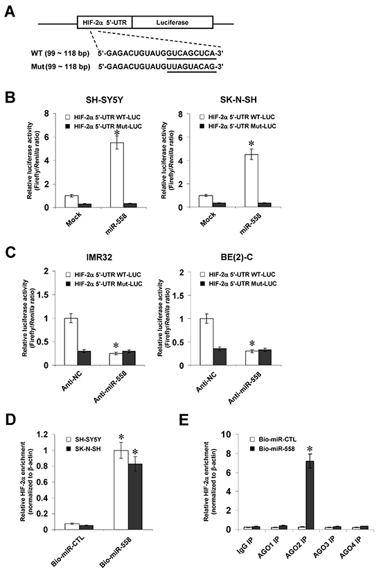 miR-558 binds to the complementary site within HIF-2&#x03B1; 5&#x2019;-UTR in NB cells.