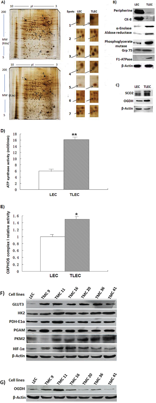 Representative protein gel images of parental LECs and transformed TLECs.