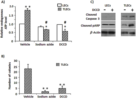 Reduction of cellular ATP content induces expression of apoptotic proteins and reduces tumorigenicity in TLECs.