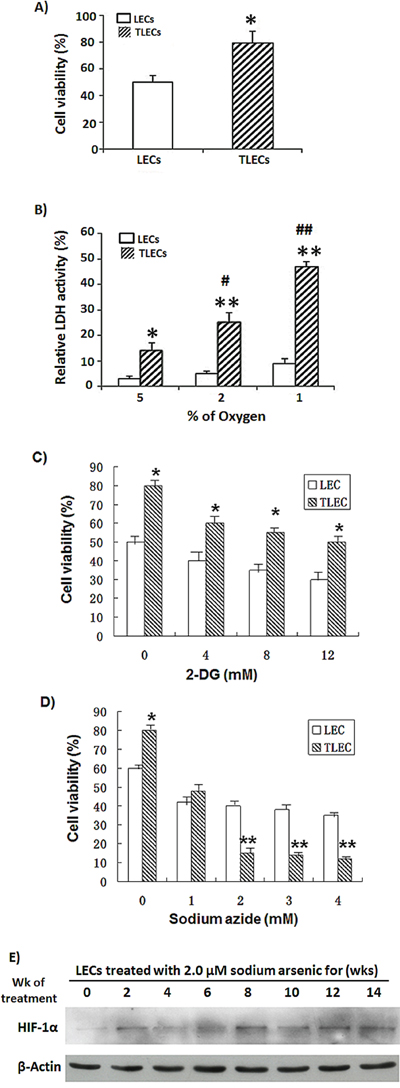 Effects of hypoxia on glycolysis and viability of TLECs.