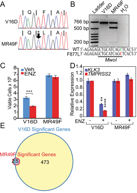 Mutant F877L AR-expressing MR49F cells are resistant to enzalutamide, but agonist effects are not seen in androgen-replete conditions.