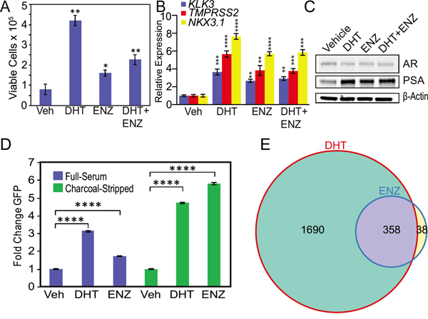 Androgen depletion accentuates enzalutamide agonism of mutant F877L AR.