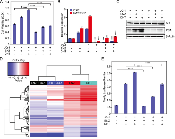 BET bromodomain inhibition prevents activation of mutant F877L AR and suppresses CRPC cell viability in androgen-depleted conditions.